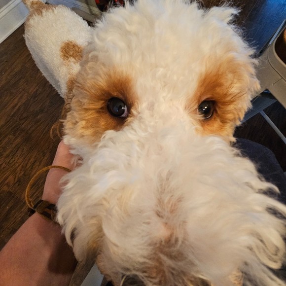 Meet your Posher, Justin - Picture 1 of 1